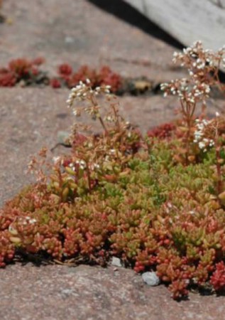 SEDUM album Coral Carpet 